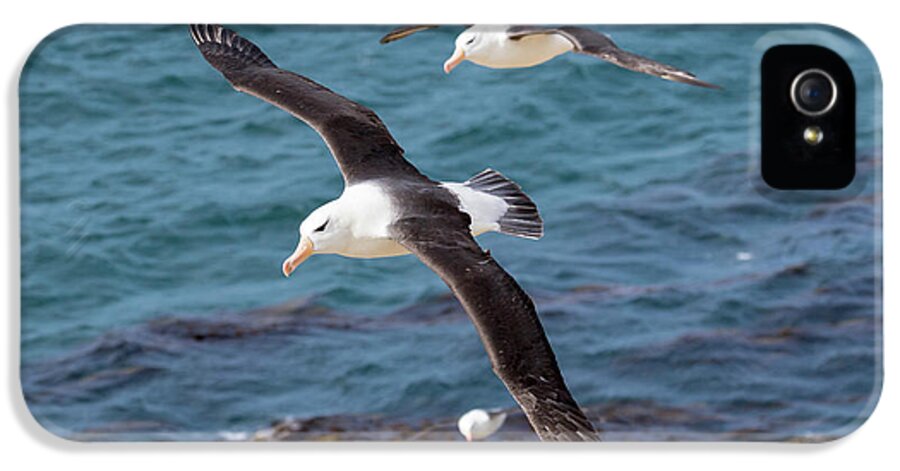 Albatross iPhone 5 Case featuring the photograph Black-browed Albatross (thalassarche #1 by Martin Zwick