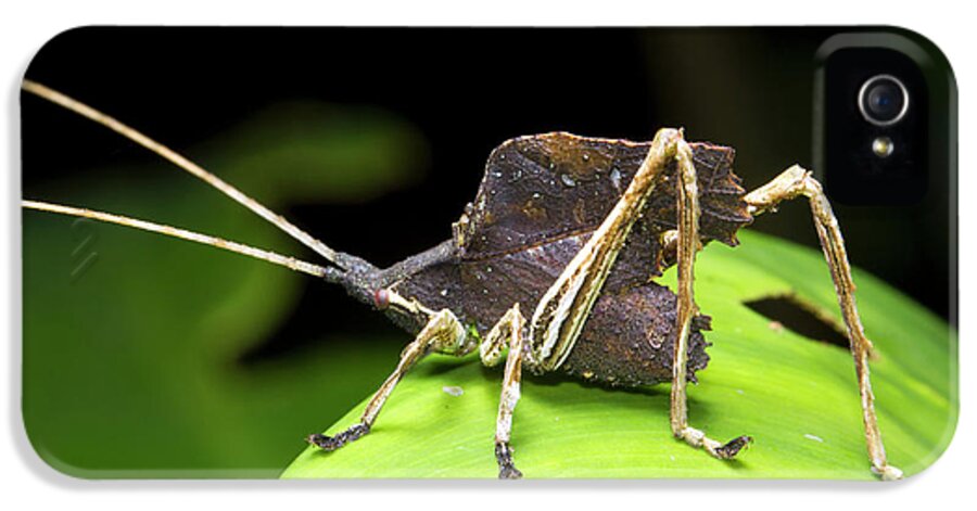 Katydid iPhone 5 Case featuring the photograph Leaf Mimic Bush-cricket #1 by Dr Morley Read