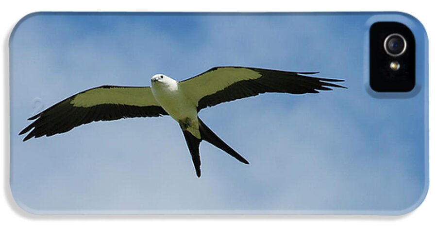 Bird iPhone 5 Case featuring the photograph Swallow-tailed Kite In Flight #1 by Maresa Pryor