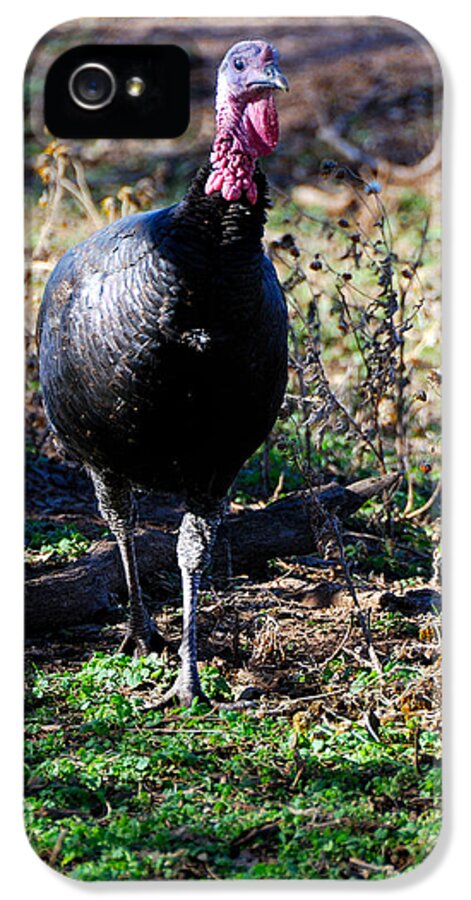 Wild iPhone 5 Case featuring the photograph Wild Turkey #1 by Thea Wolff