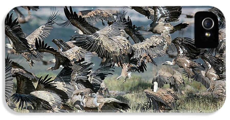Griffon Vulture iPhone 5 Case featuring the photograph Griffon Vultures #2 by Nicolas Reusens