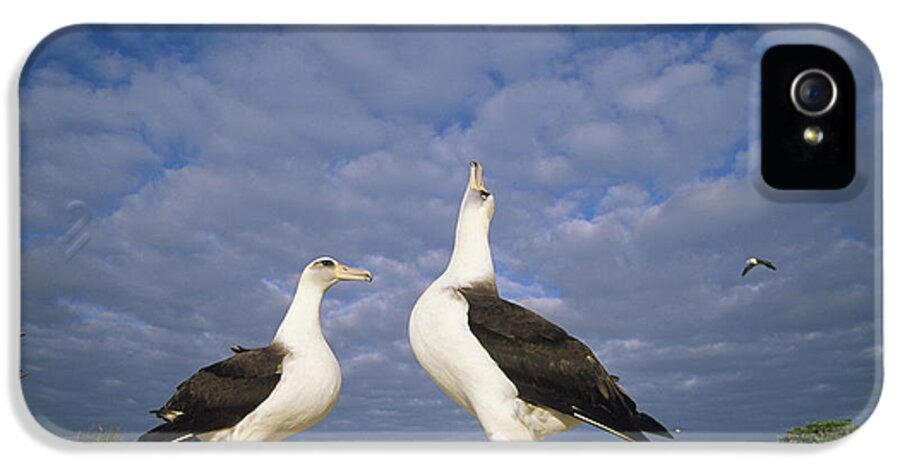 Feb0514 iPhone 5 Case featuring the photograph Laysan Albatross Courtship Dance Hawaii #2 by Tui De Roy