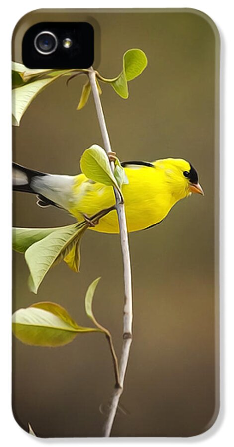 Goldfinch iPhone 5 Case featuring the painting American Goldfinch by Christina Rollo