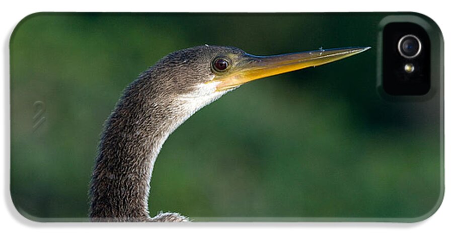 Nature iPhone 5 Case featuring the photograph Anhinga #6 by Mark Newman