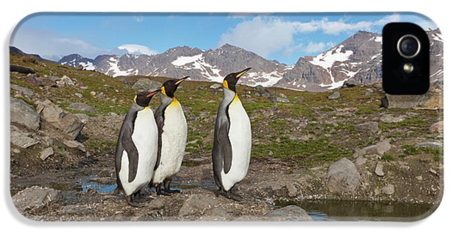 Alaska iPhone 5 Case featuring the photograph A Group Of Penguins Standing Together by Hugh Rose