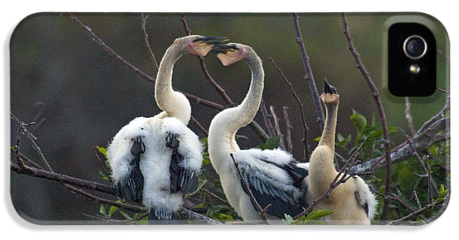 Nature iPhone 5 Case featuring the photograph Baby Anhinga by Mark Newman