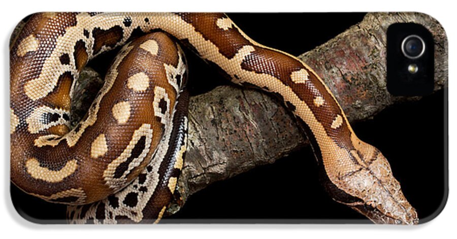 Blood Python iPhone 5 Case featuring the photograph Blood Python Python Brongersmai by David Kenny