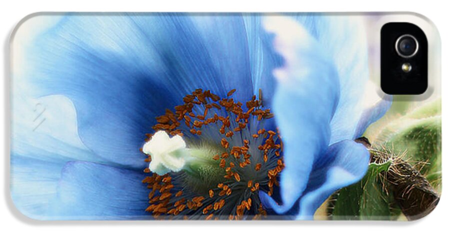 Blue iPhone 5 Case featuring the photograph Blue by Barbie Wagner
