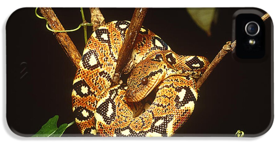 Infocus127 iPhone 5 Case featuring the photograph Boa Constrictor by Art Wolfe