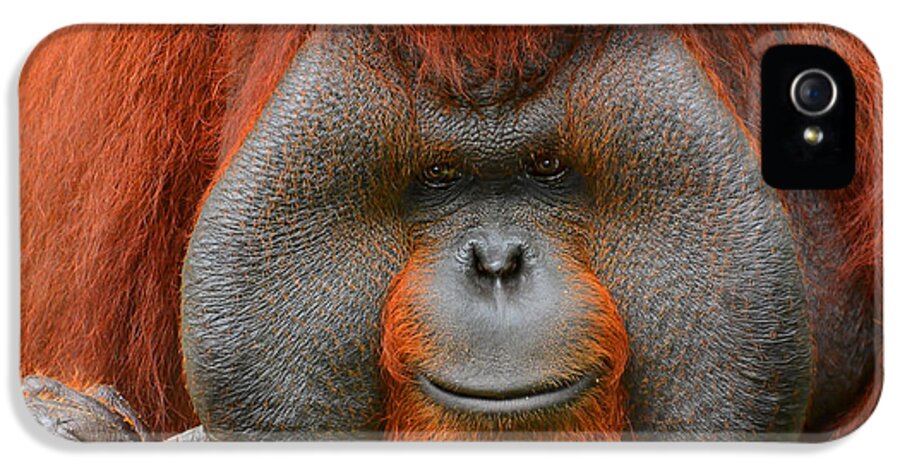 Orangutan iPhone 5 Case featuring the photograph Bornean Orangutan by Lourry Legarde