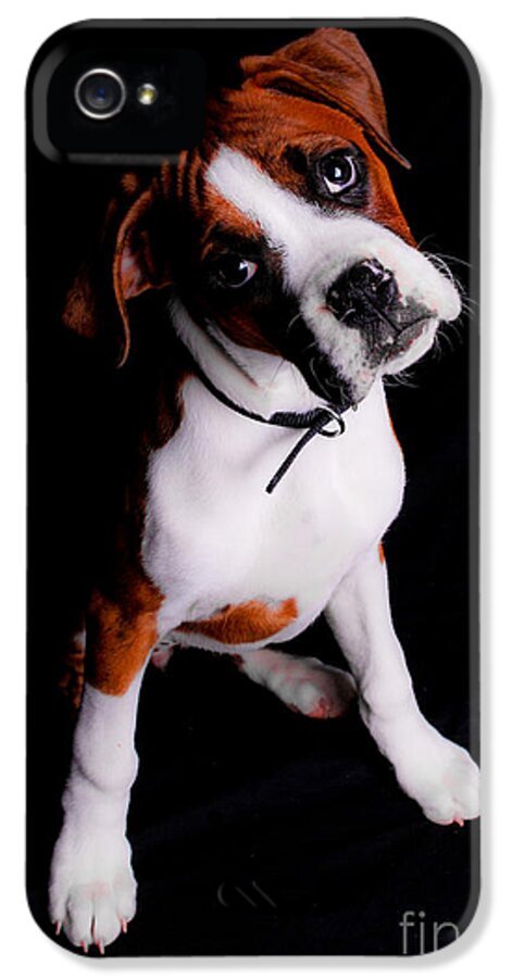 Boxer iPhone 5 Case featuring the photograph Boxer Pup by Jt PhotoDesign
