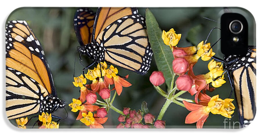 Exploration iPhone 5 Case featuring the photograph Butterfly On Flower by Orly Katz