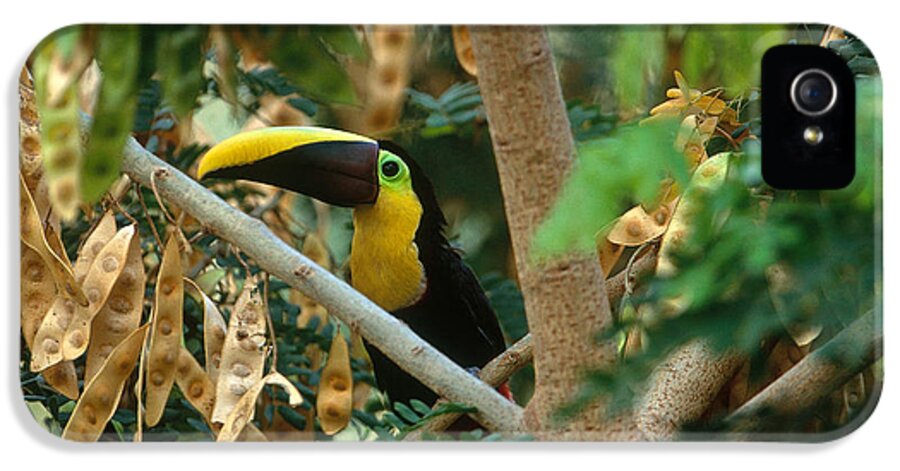 Chestnut-mandibled Toucan iPhone 5 Case featuring the photograph Chestnut-mandibled Toucan by Art Wolfe