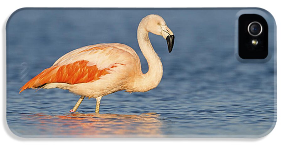 Nis iPhone 5 Case featuring the photograph Chilean Flamingo by Ronald Kamphius