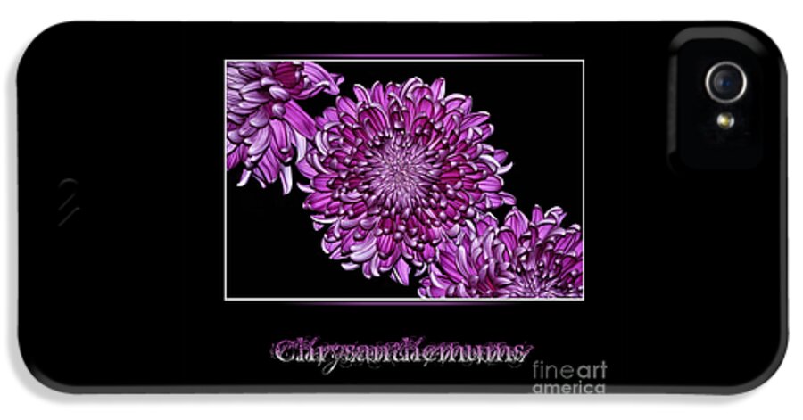Photography iPhone 5 Case featuring the photograph Chrysanthemums on Black by Kaye Menner