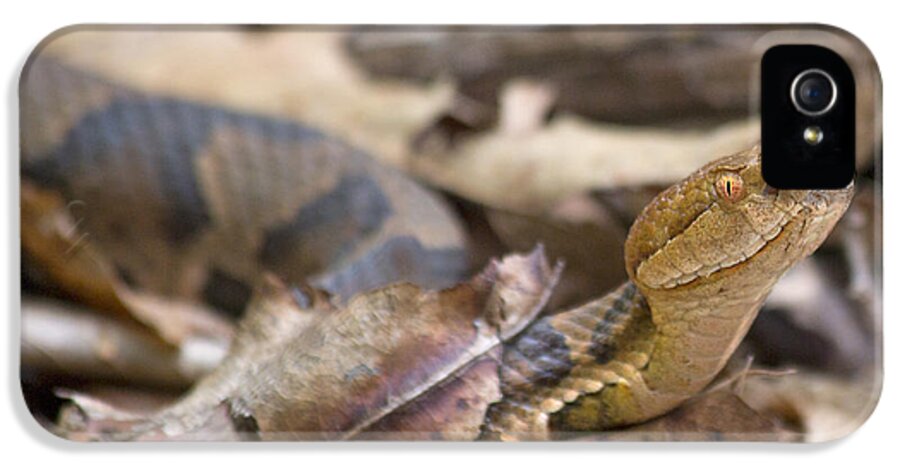 Copperhead iPhone 5 Case featuring the photograph Copperhead in the Wild by Betsy Knapp