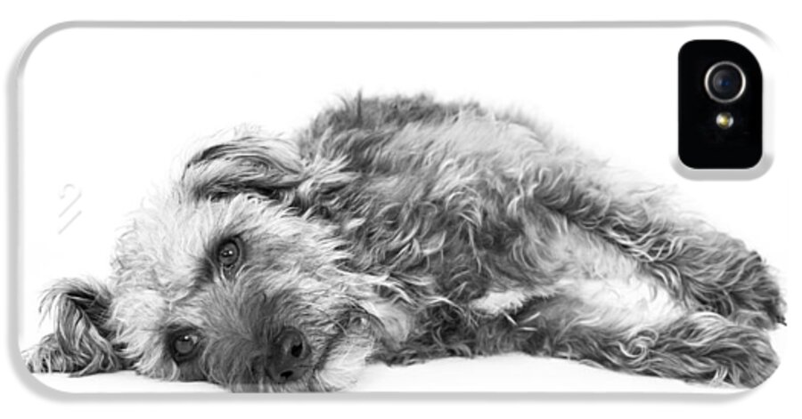Dog iPhone 5 Case featuring the photograph Cute Pup Lying Down - Black and White by Natalie Kinnear
