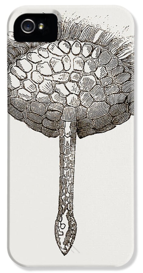 Extremity iPhone 5 Case featuring the drawing Extremity And Tail Of Pichiciago by Litz Collection