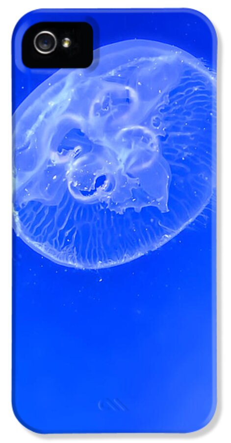 Sea iPhone 5 Case featuring the photograph Four eyes by Nathan Wright