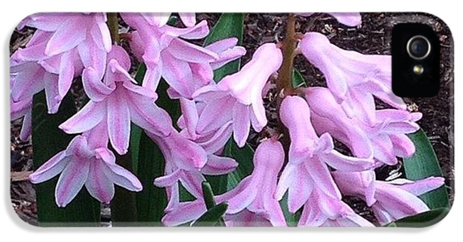 Hyacinth iPhone 5 Case featuring the photograph Fragrant. I Love When These Pink by Teresa Mucha