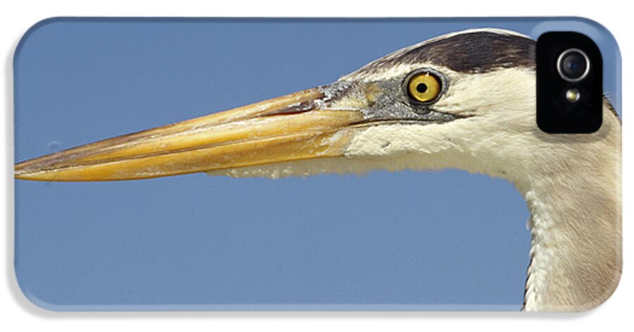 Feb0514 iPhone 5 Case featuring the photograph Great Blue Heron Portrait Galapagos by Tui De Roy