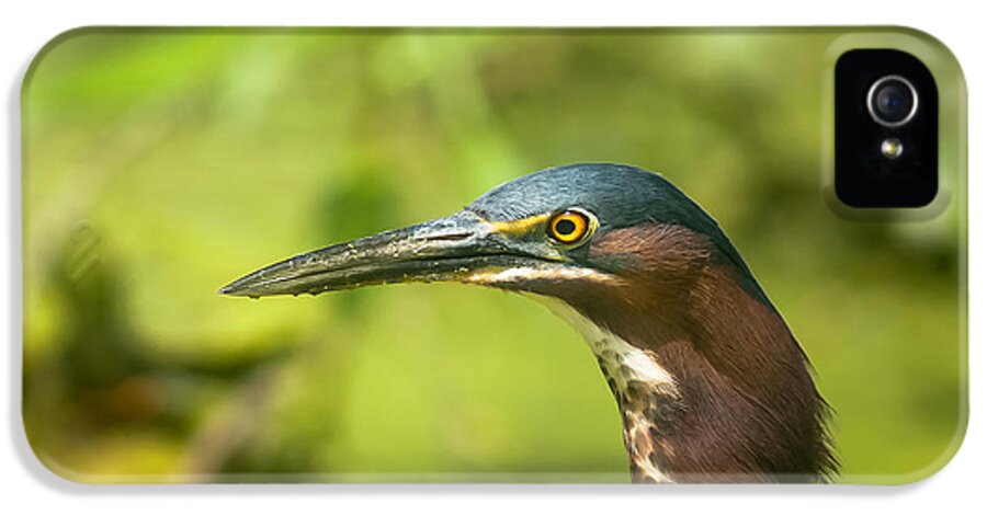 Animal iPhone 5 Case featuring the photograph Green Heron Headshot by Robert Frederick