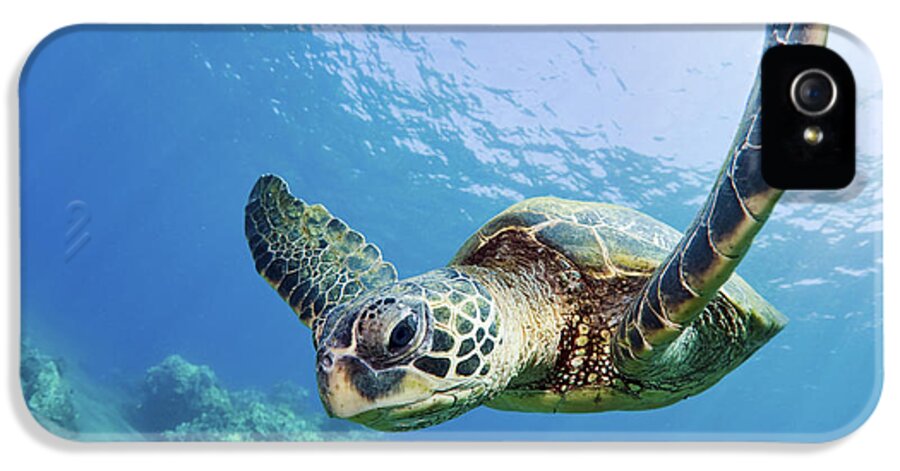 Animal iPhone 5 Case featuring the photograph Green Sea Turtle - Maui by M Swiet Productions