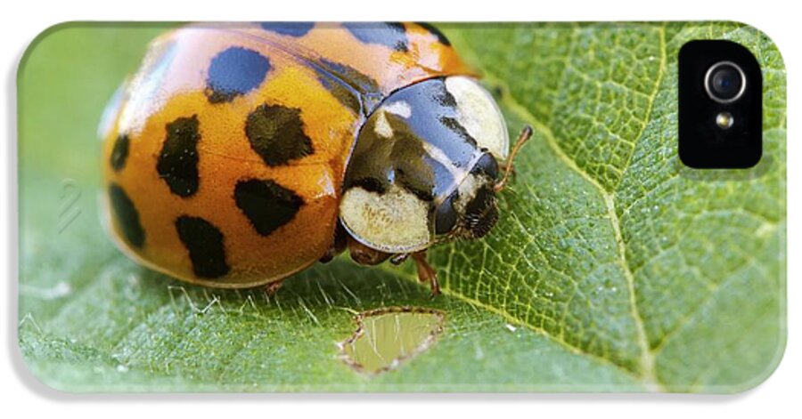 Adult iPhone 5 Case featuring the photograph Harlequin Ladybird by Heath Mcdonald