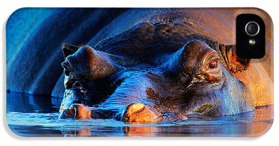 Hippopotamus iPhone 5 Case featuring the photograph Hippopotamus at sunset by Johan Swanepoel