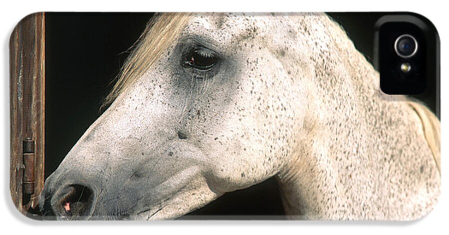 Animal iPhone 5 Case featuring the photograph Horse by Hans Reinhard