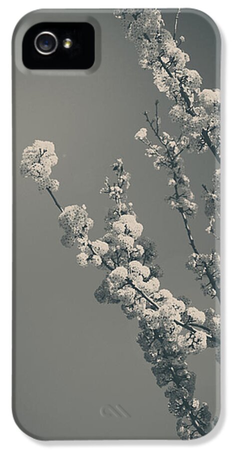 Blooming iPhone 5 Case featuring the photograph In a Beautiful World by Laurie Search