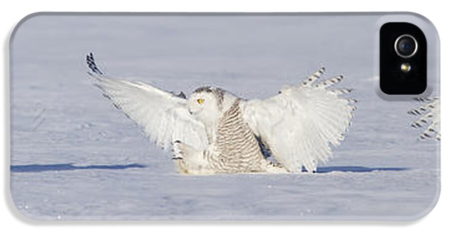Angel iPhone 5 Case featuring the photograph Landing Snowy Owl by Mircea Costina Photography