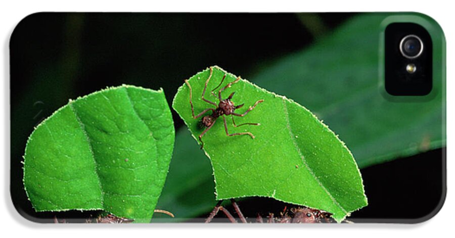00510975 iPhone 5 Case featuring the photograph Leafcutter Ant Atta Sp Group Workers by Michael and Patricia Fogden