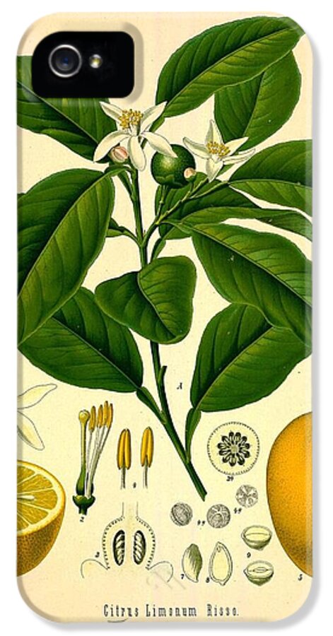 Lemon iPhone 5 Case featuring the painting Lemon Tree by Philip Ralley