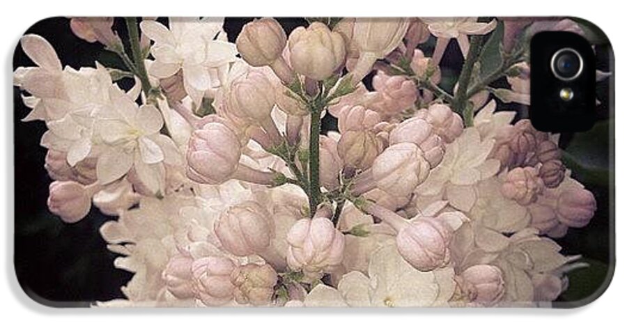 Lilac iPhone 5 Case featuring the photograph Lilacs Are Blooming by Christy Beckwith