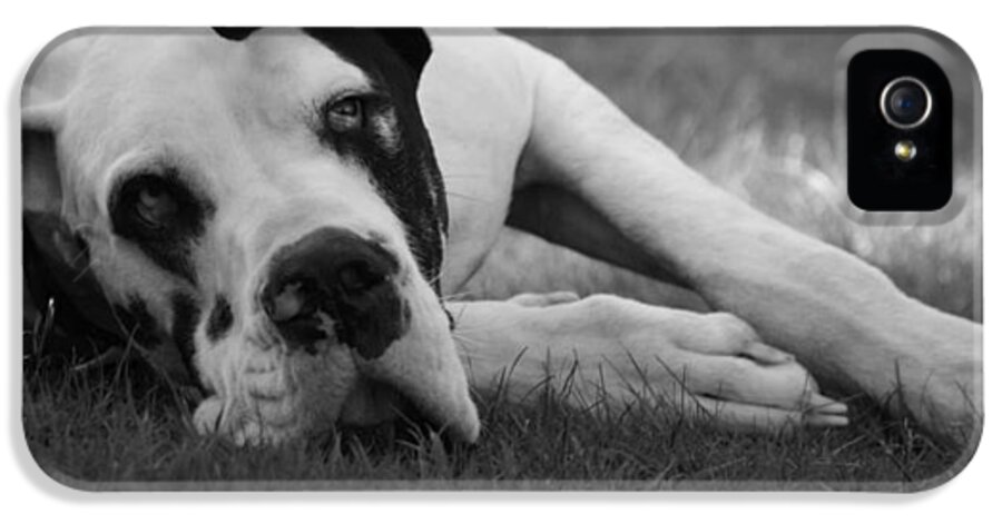 Great Dane iPhone 5 Case featuring the photograph Love Me by Karalu Bradley