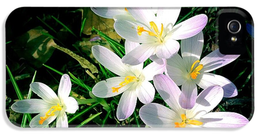 Flowers iPhone 5 Case featuring the photograph Lovely flowers in spring by Matthias Hauser