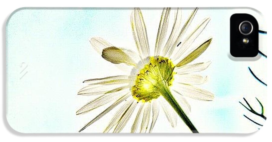 Mgmarts iPhone 5 Case featuring the photograph #mgmarts #daisy #flower #morning by Marianna Mills