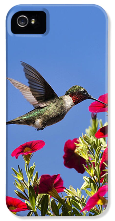 Hummingbird iPhone 5 Case featuring the photograph Moments of Joy by Christina Rollo