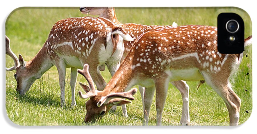 Deer iPhone 5 Case featuring the photograph Multitasking Deer in Richmond Park by Rona Black