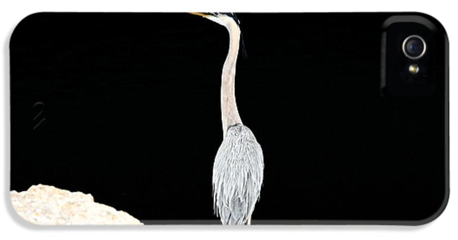 Blue Heron iPhone 5 Case featuring the photograph Night of the Blue Heron by Anthony Baatz