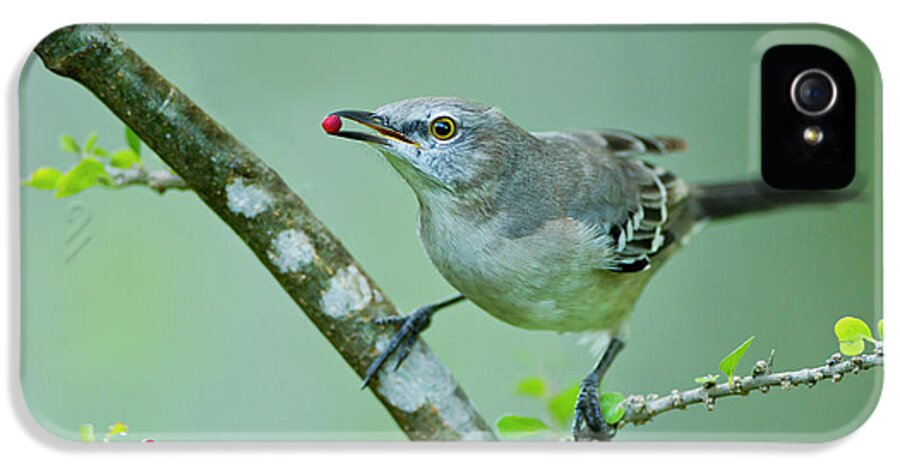 Berry iPhone 5 Case featuring the photograph Northern Mockingbird (mimus Polyglottos by Larry Ditto