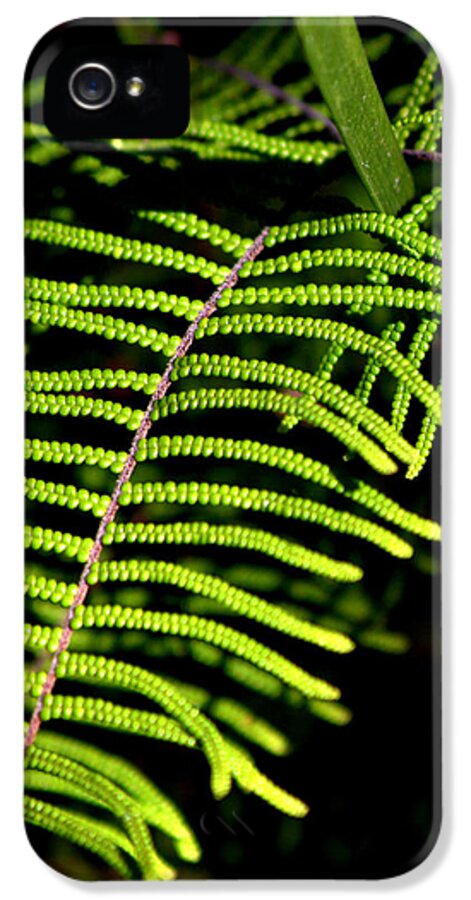 Fern iPhone 5 Case featuring the photograph Pauched Coral Fern by Miroslava Jurcik