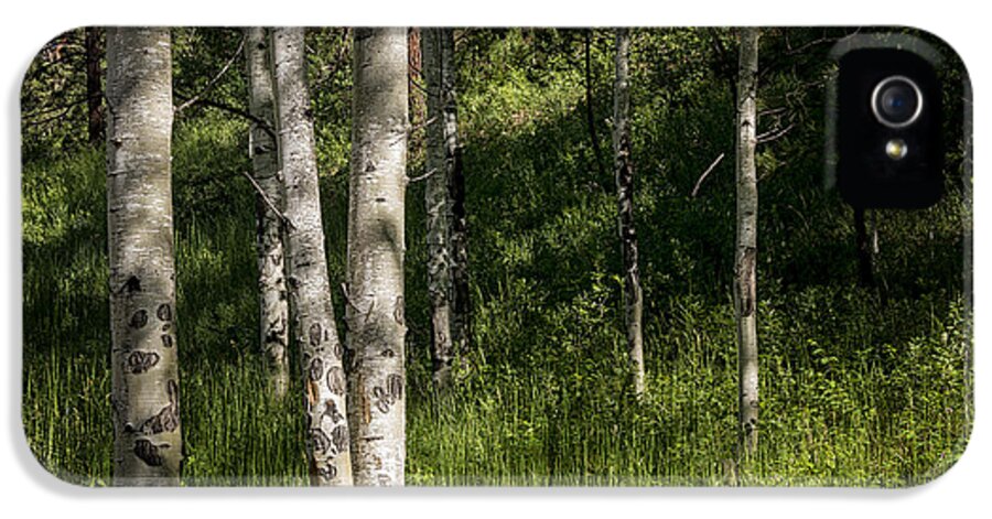Aspen iPhone 5 Case featuring the photograph Pecos Wilderness Aspen - Pecos New Mexico by Brian Harig
