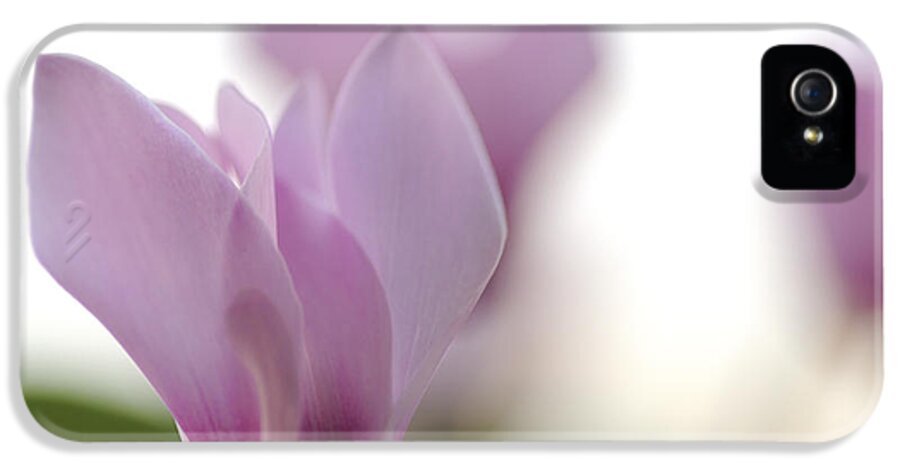 Cyclamen Persicum iPhone 5 Case featuring the photograph Persian Violets by Efi Bar
