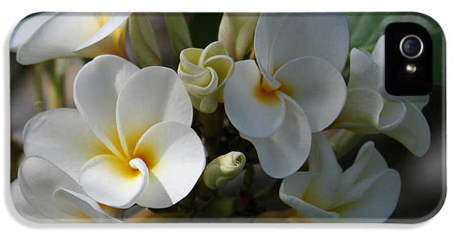 Aloha iPhone 5 Case featuring the photograph Pua Melia Na Puakea Onaona Tropical Plumeria by Sharon Mau