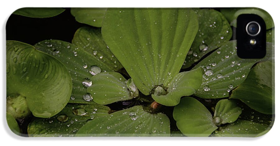 Baltimore iPhone 5 Case featuring the photograph Raindrops I by Kathi Isserman