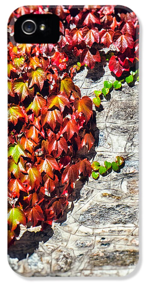 Atumn iPhone 5 Case featuring the photograph Red ivy on wall by Silvia Ganora