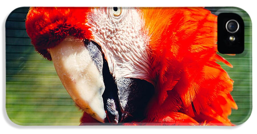 Red Macaw iPhone 5 Case featuring the photograph Red Macaw Closeup by Pati Photography