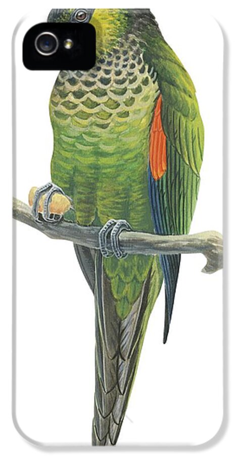 No People; Vertical; White Background; One Animal; Nature; Wildlife; Illustration And Painting; Rock Parakeet; Pyrrhura Rupicola; Zoology; Green; Perching; Branch iPhone 5 Case featuring the drawing Rock parakeet by Anonymous